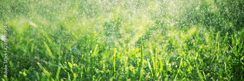 Blurred green grass and drops in morning fresh dew. Natural defocused bokeh background.