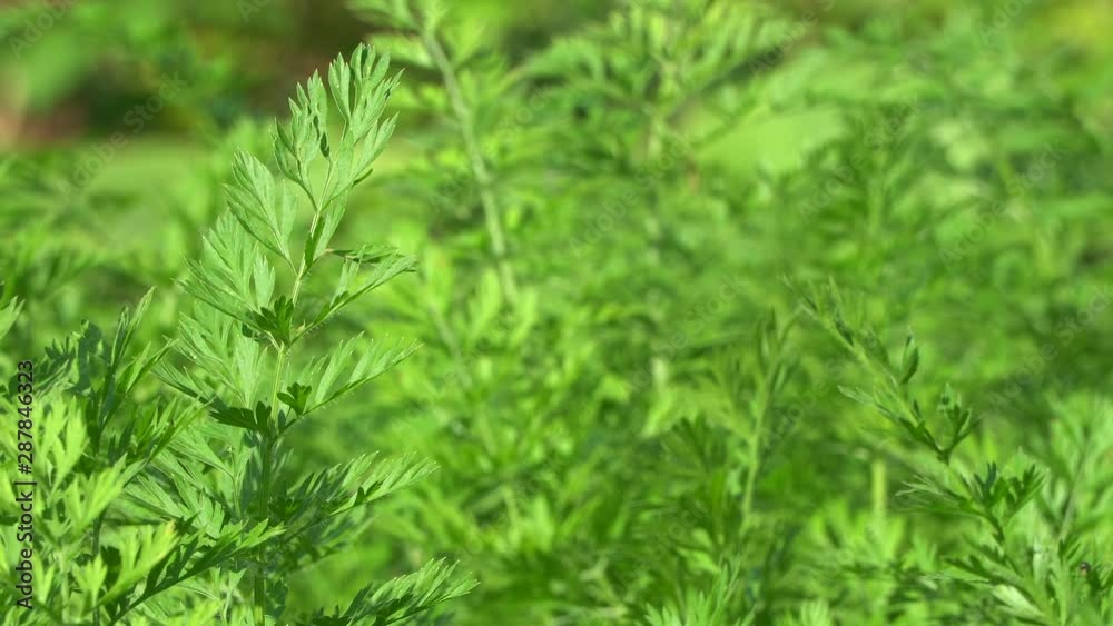 Young carrot leaves outside close-up. Green grass swaying in the wind footage. Young carrot leaves outside close-up. Green grass swaying in the wind footage.