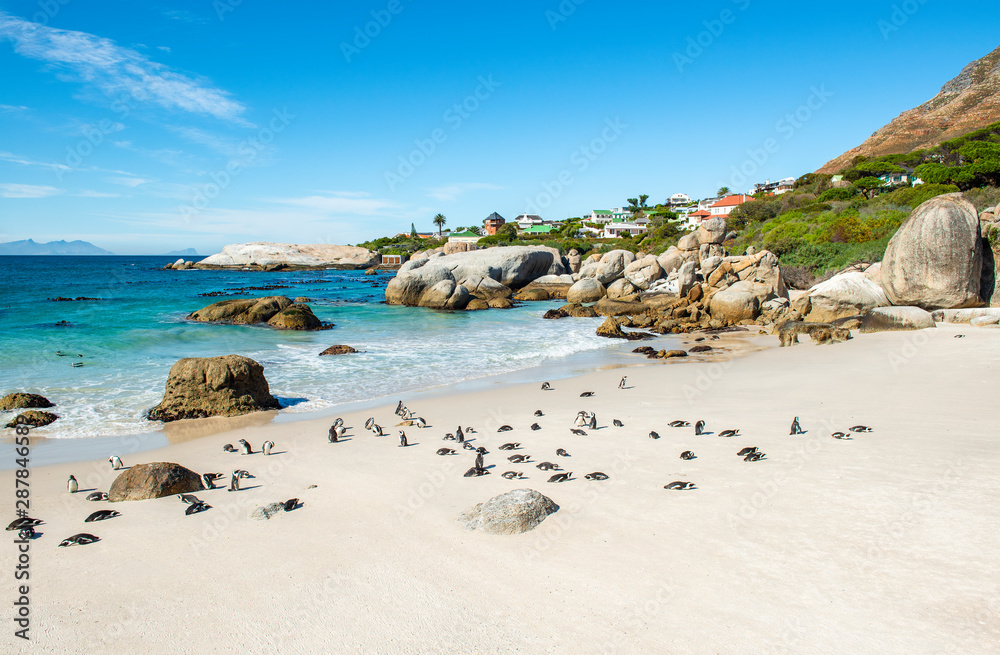 Fototapeta premium Duże skały głazowe i pingwiny afrykańskie lub Jackass (Spheniscus Demersus) na plaży Boulder Beach w pobliżu Kapsztadu w RPA.