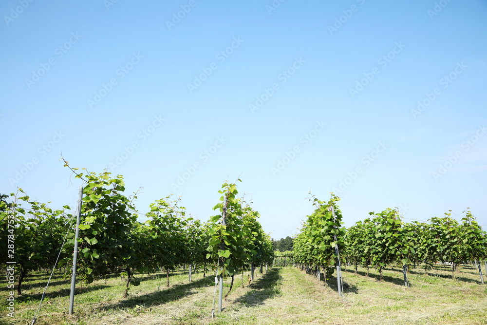 勝沼　ワイン用のぶどう畑