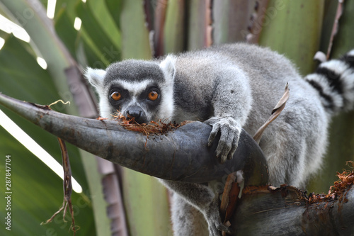 Fototapeta Naklejka Na Ścianę i Meble -  Lemur