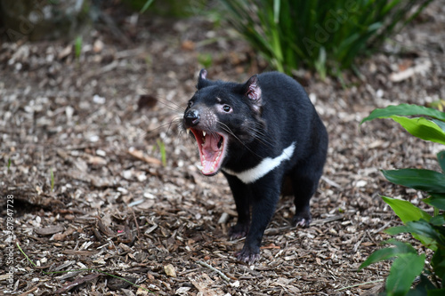 Tasmanischer Teufel