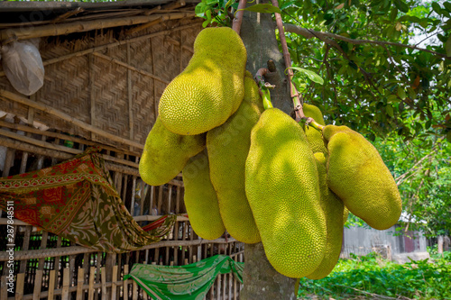 A large scale of jackfruits hanging on the tree. Jackfruit is the national fruit of Bangladesh. It is a seasonal summer time fruit. photo