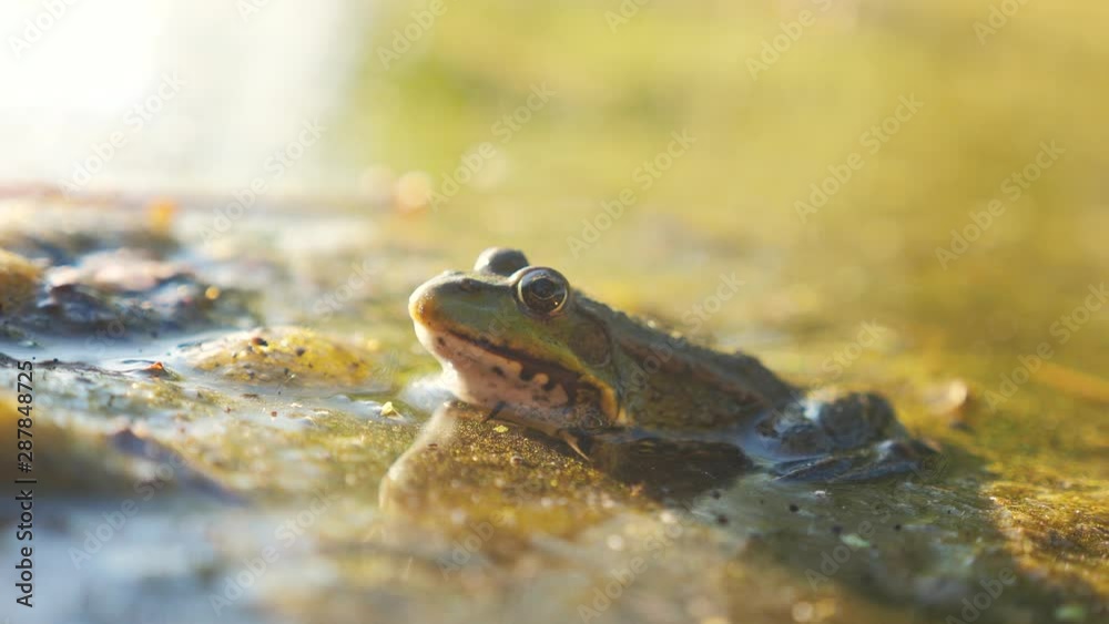 Green lifestyle frog in the pond in a swamp. Rana Esculenta . frog on nature in water. wild animal concept