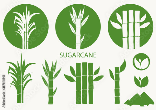 Sugar cane set. Cane plant, sugarcane harvest stalk, plant and leaves, sugar ingredient stem. Vector photo
