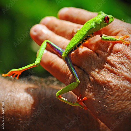 A gaudy leaf frog or red eyed tree frog (Agalychnis Callidryas) crawling over a hand in Costa Rica, Central America.