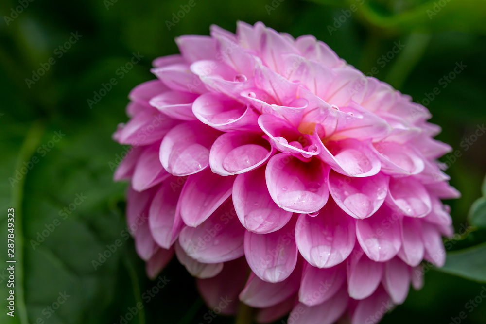 Close up of a wet Pink Dahlia flower