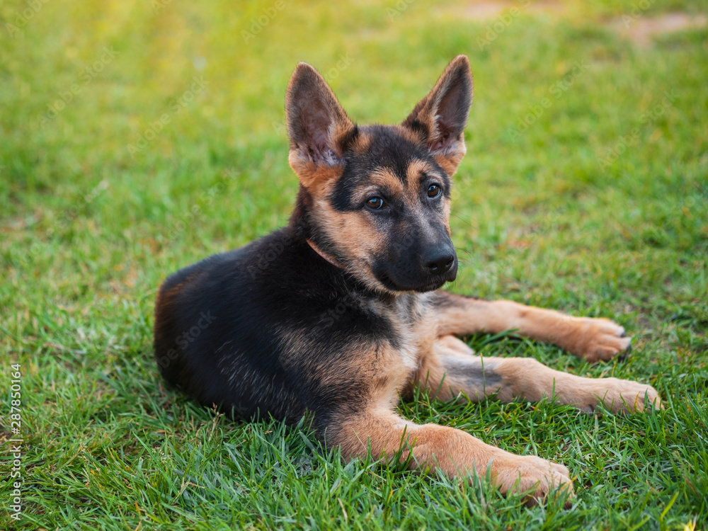 Playful puppy german shepherd dog lying nicely in the green grass