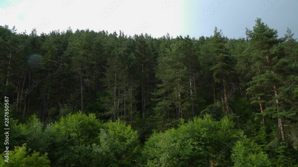 Details of the Transylvania forrest Details of the Transylvania forrest