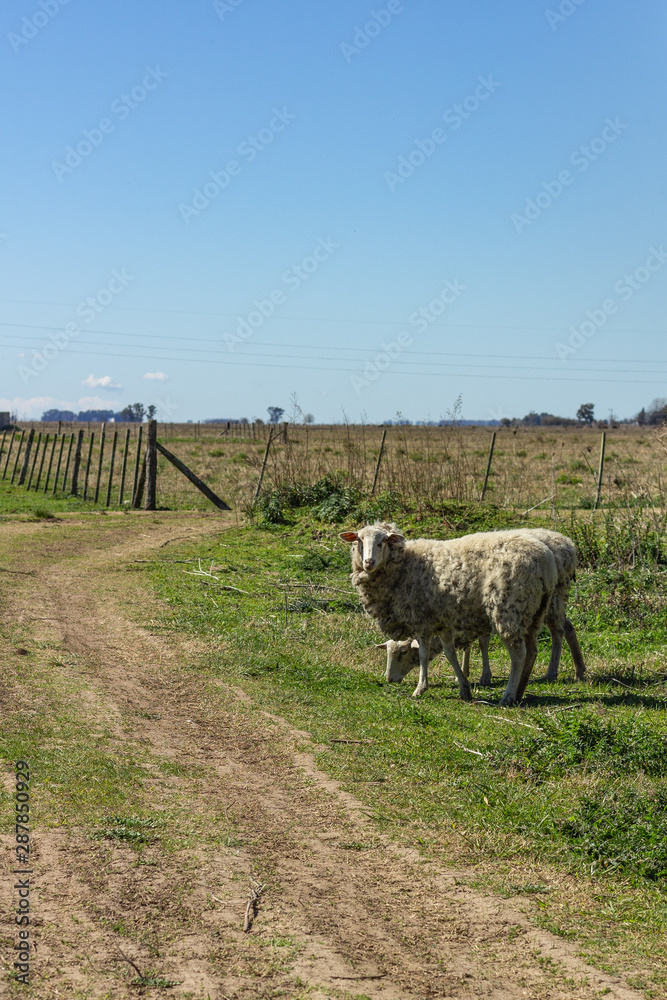 Fototapeta premium Obeja en la pampa