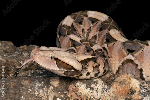 Young venomous Gaboon Viper (Bitis gabonica) with forked tongue