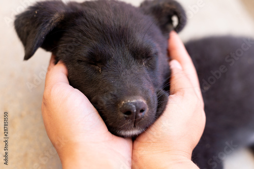 Tender black puppy with eyes closed without breed on the street - homeless dog for adoption