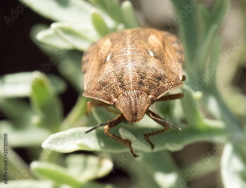 Fotografie Tortoise Shield bug on Plant