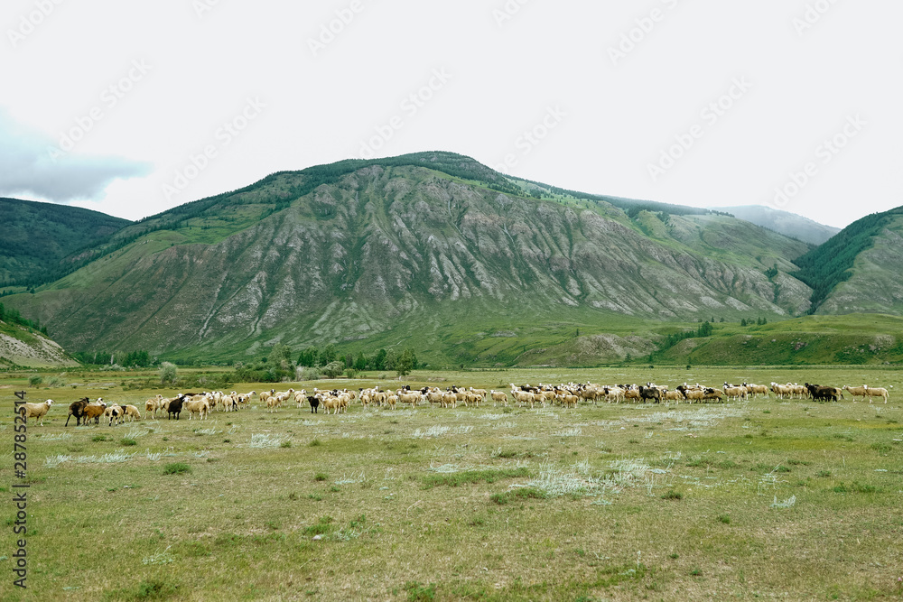  flock of sheep in the mountains
