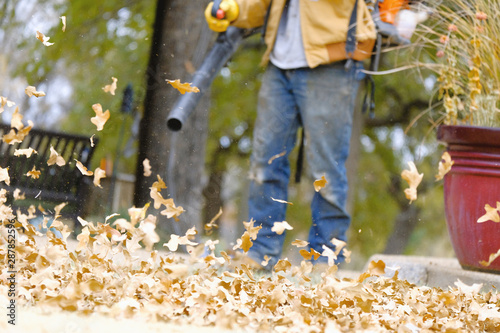 Autumn leaves in yard during fall season with person leaf blowing blurred in background.