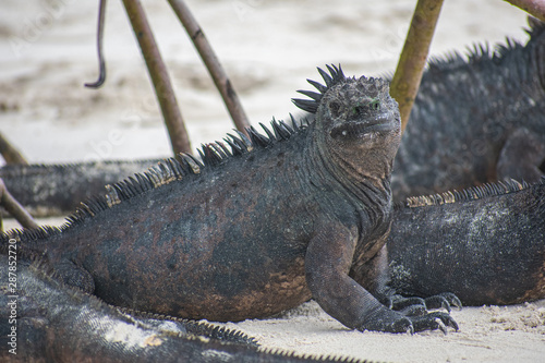 Galapagos Marine Iguanas