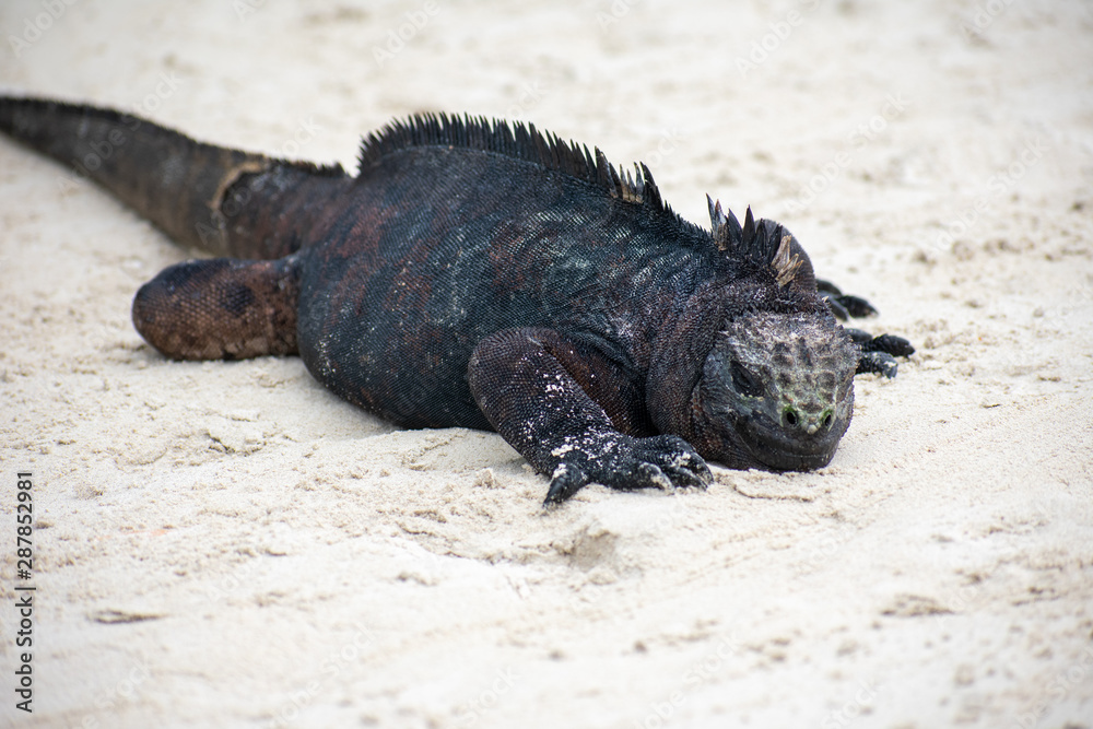 Galapagos Marine Iguanas Galapagos Marine Iguanas