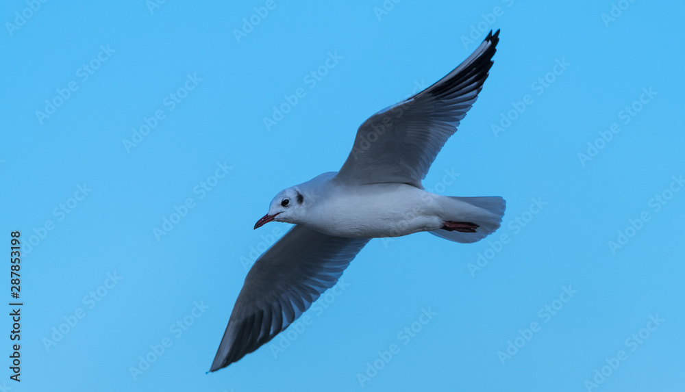 Obraz premium mouette