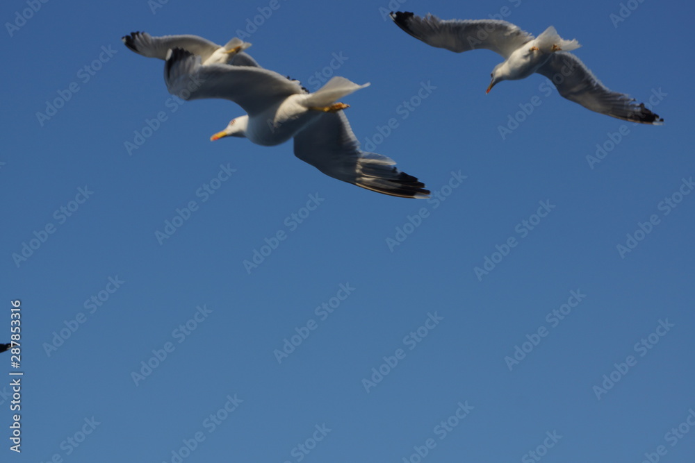 Obraz premium Çanakkale ptaki