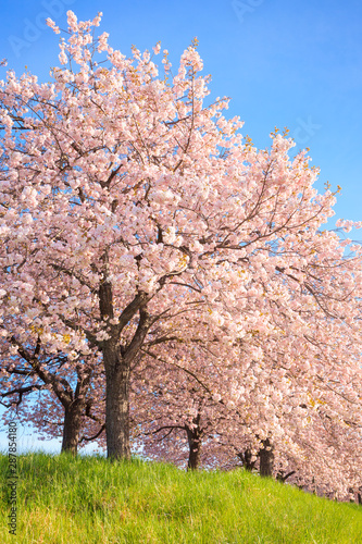 Cherry blossom in full bloom © mutai