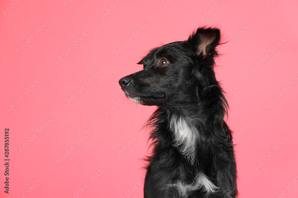 Cute long haired dog on pink background