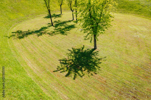 young trees and their shadows on the fresh cut grass lawn in France