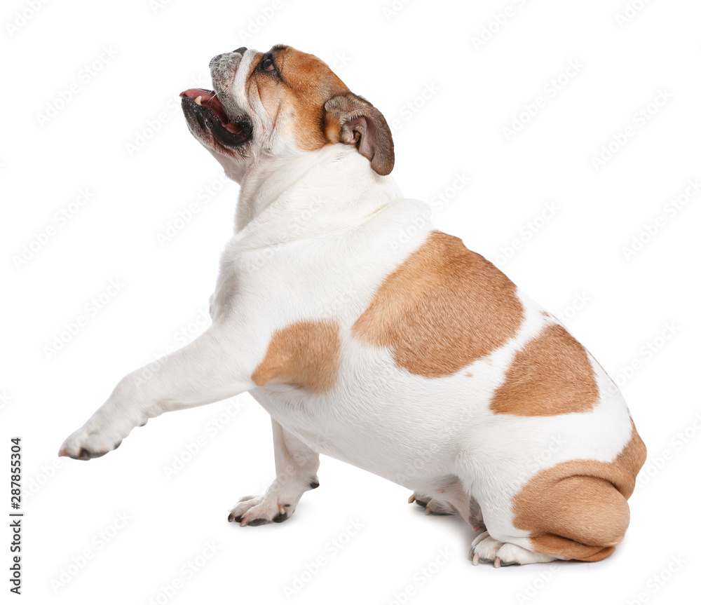 Adorable English bulldog giving paw on white background
