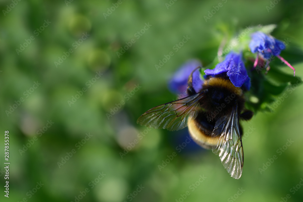 Closeup of a hairy Bumblebee looking for nectar in summer in a blue blossom, against green background Closeup of a hairy Bumblebee looking for nectar in summer in a blue blossom, against green background