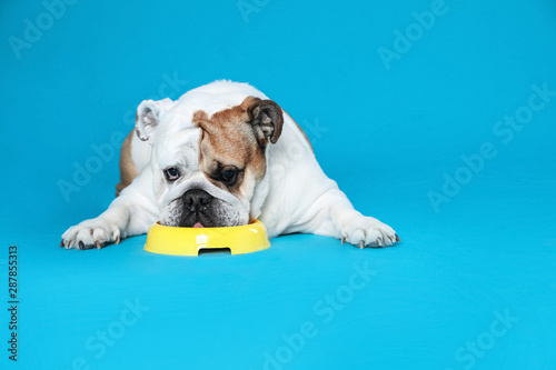 Adorable funny English bulldog with feeding bowl on light blue background
