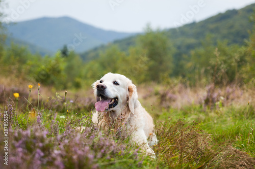 Adorable happy smiling golden retriever puppy dog near enjoying life. Travel with pet concept. Summer in mountains valley with blooming heather flowers.