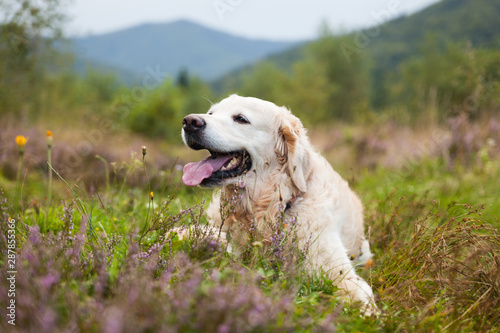 Adorable happy smiling golden retriever puppy dog near enjoying life. Travel with pet concept. Summer in mountains valley with blooming heather flowers.