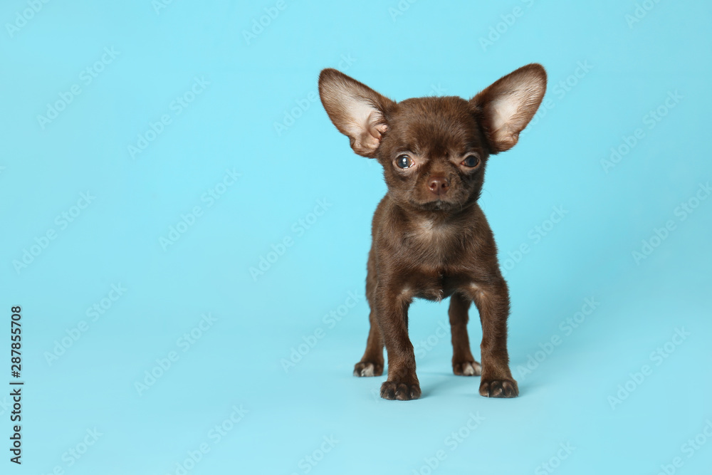 Cute small Chihuahua dog on light blue background. Space for text