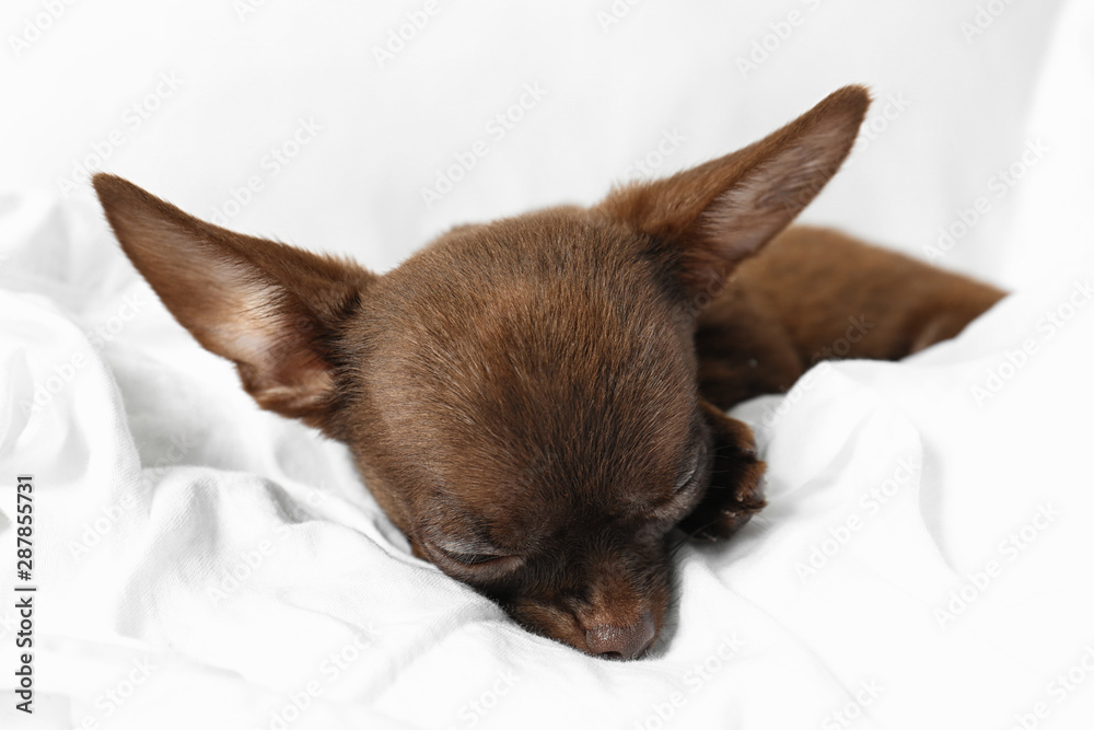 Cute small Chihuahua dog sleeping in bed, closeup Cute small Chihuahua dog sleeping in bed, closeup