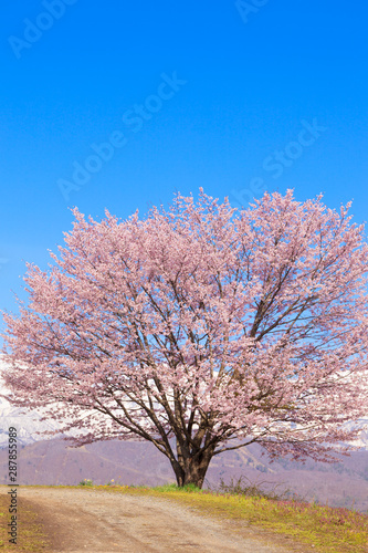 Cherry blossom in full bloom