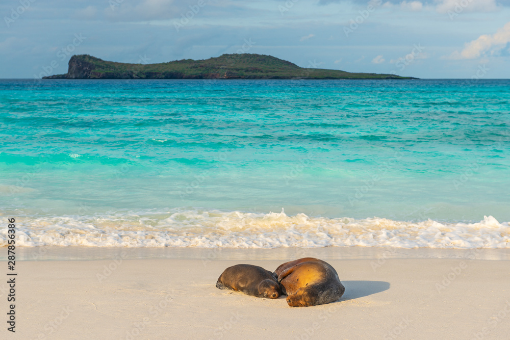 Obraz premium Two Galapagos Sea Lions (Zalophus wollebaeki) having a nap on the idyllic beach of Gardner Bay, Espanola Island, Galapagos national park, Ecuador.
