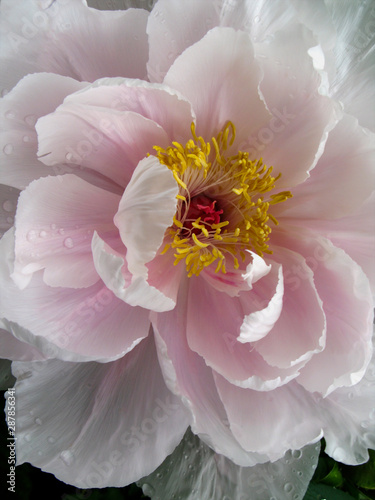 Pink Peony