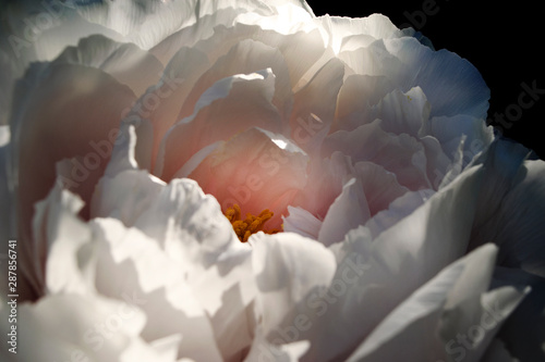 Pink Peony