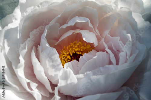 Pink Peony
