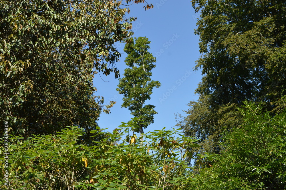 Fototapeta premium Trees at Greenways, Devon