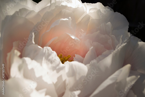 Pink Peony