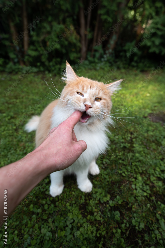 young hungry playful cream tabby white ginger maine coon cat biting finger of human hand looking up greedy outdoors on grass young hungry playful cream tabby white ginger maine coon cat biting finger of human hand looking up greedy outdoors on grass