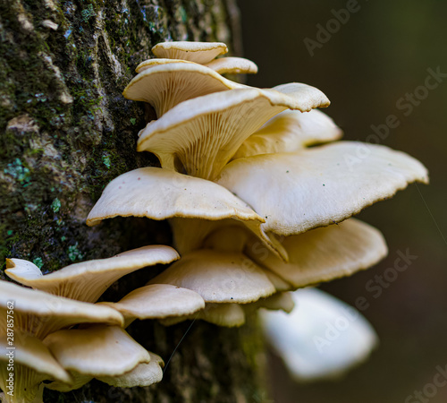 Wild Oyster Mushrooms 