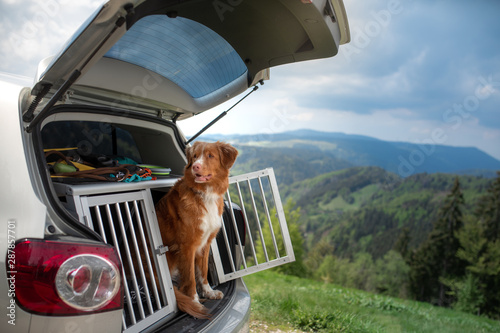 Photography dog in the car in the box