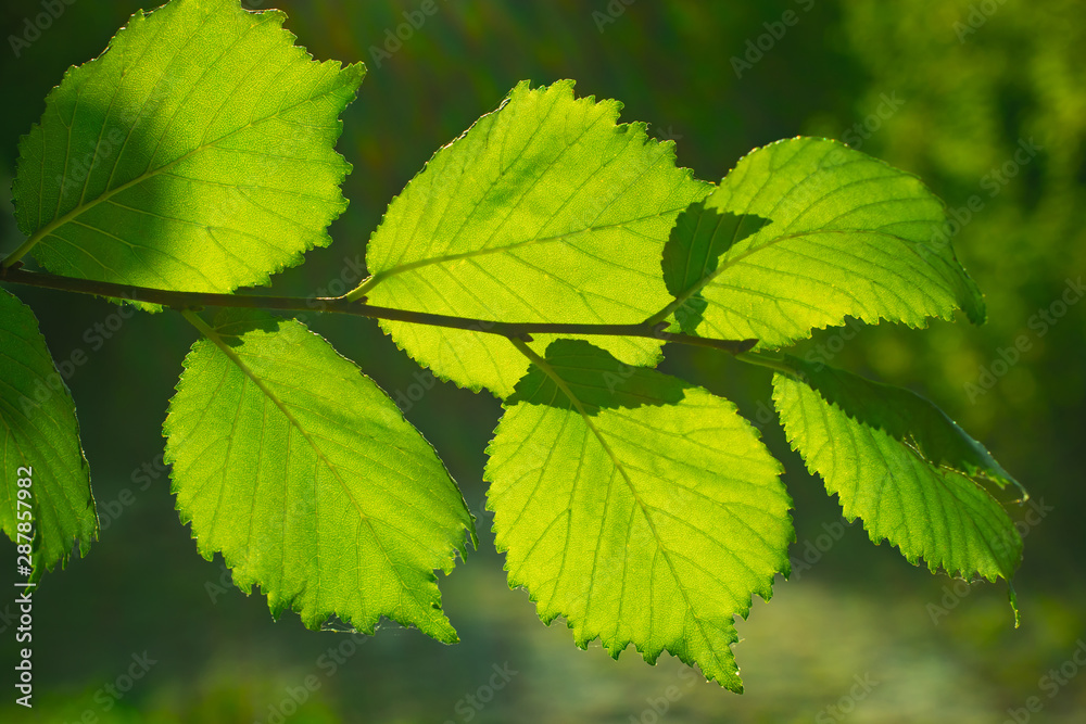 green leaf close up green leaf close up