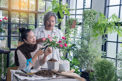 Obraz na plátně sian elderly couple grow roses, add soil, fertilize and Pruning roses in pots to prepare watering in greenhouse