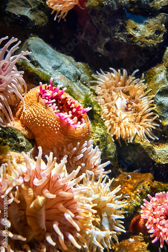 Marine life with sea anemone under water. photo