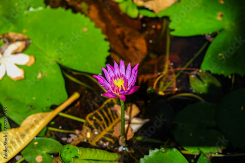 Violet lotus water lily in garden pond