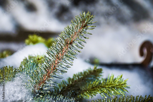 Icy Pine Needle Frozen During The Winter Storm and Become An Icicle Plant, Ellensburg, WA, USA photo