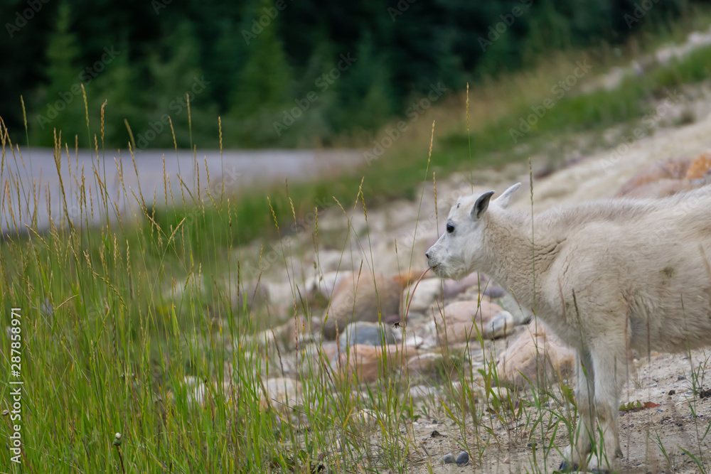 Young Mountain Goat in Jasper National Park, Alberta, Canada. Young Mountain Goat in Jasper National Park, Alberta, Canada.