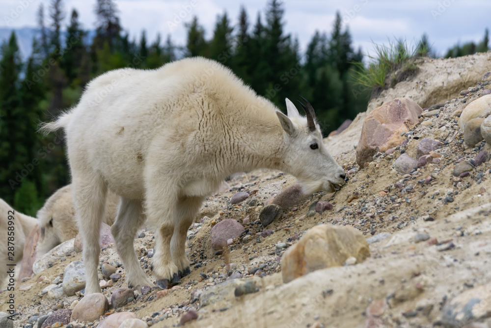 Mountain Goat in Jasper National Park, Alberta, Canada. Mountain Goat in Jasper National Park, Alberta, Canada.